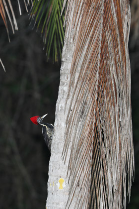 Deuxième séjour à Sarteneja, Bélize, Novembre - Décembre 2021