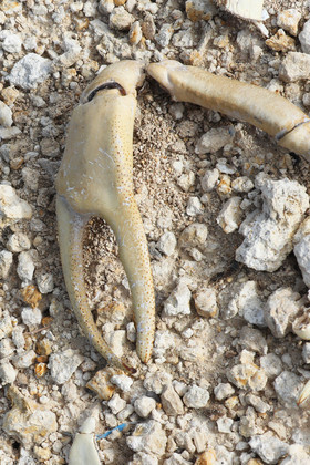 Deuxième séjour à Sarteneja, Bélize, Novembre - Décembre 2021