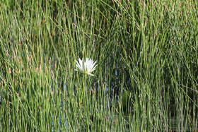 Premier séjour à Crooked Tree , au Bélize en octobre 2021