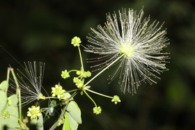 Deuxième séjour à Sarteneja, Bélize, Novembre - Décembre 2021