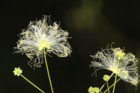 Deuxième séjour à Sarteneja, Bélize, Novembre - Décembre 2021