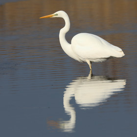 Faune et Flore de Suisse, 2022, Champs-Pittet, Grande Aigrette