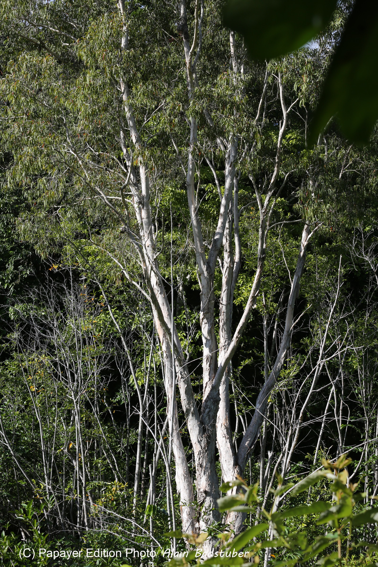 L'Australie à Cow Bay et Cape Tribulation en 2017