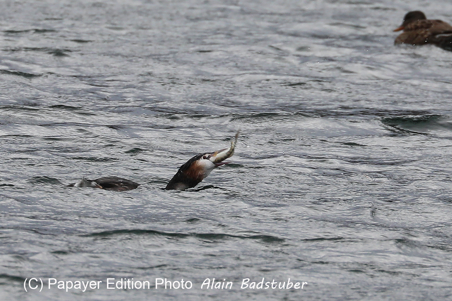 Faune et Flore de Suisse, 2022, Vaumarcus, Repas d'un Grèbe huppé