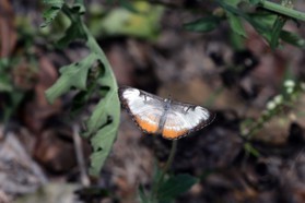 Images_Belize_2011_003