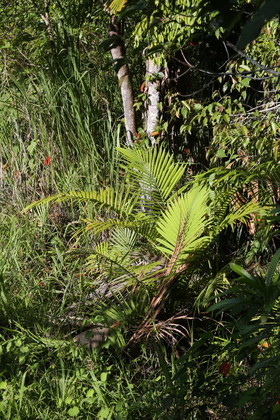 L'Australie à Cow Bay et Cape Tribulation en 2017