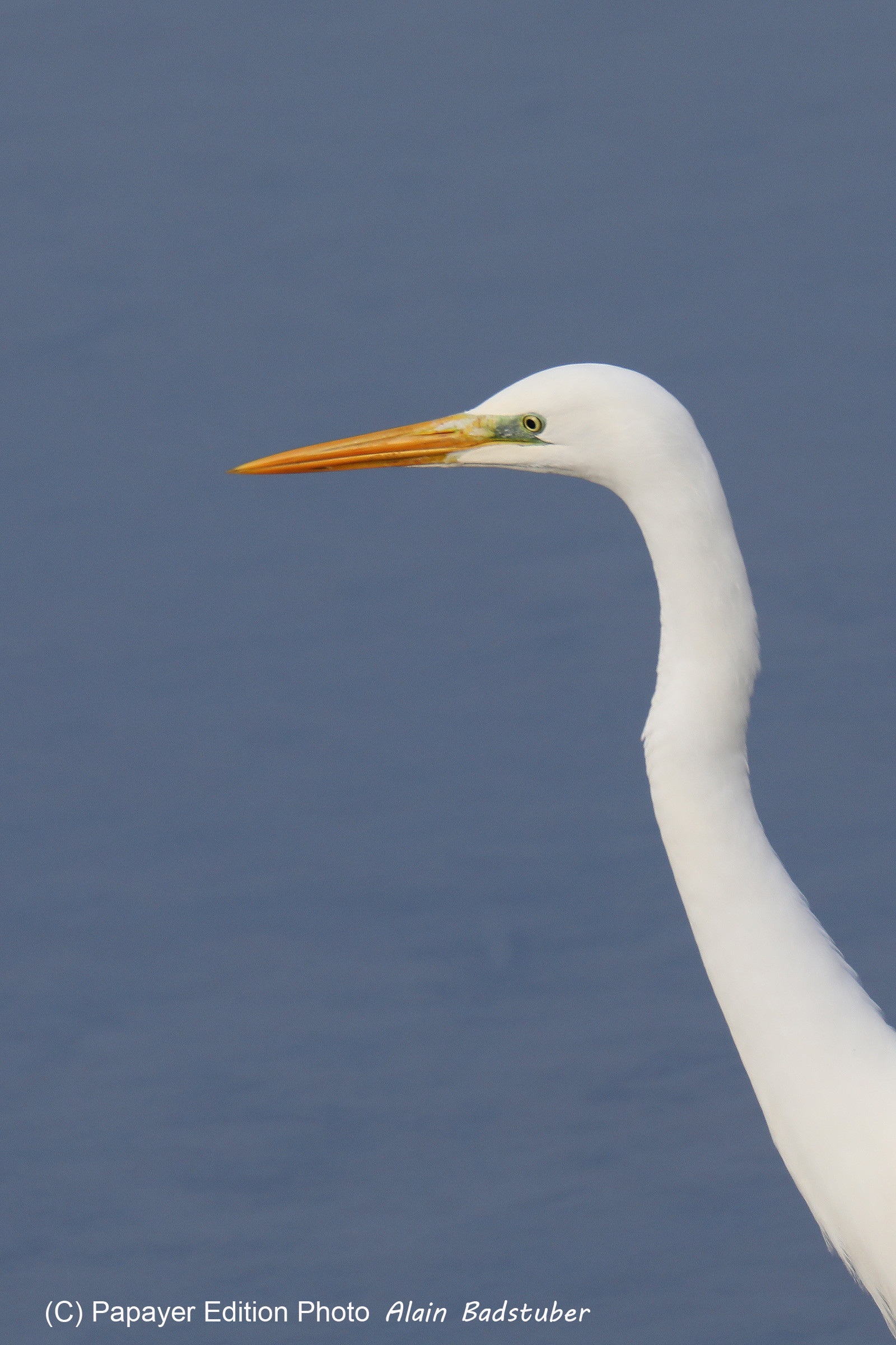 Faune et Flore de Suisse, 2022, Champs-Pittet, Grande Aigrette