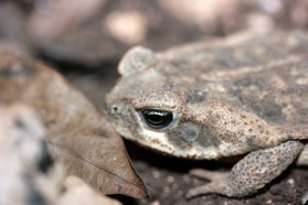 Images_Belize_2011_446