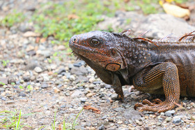 Punta Culebra Nature Center