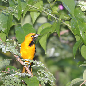 Deuxième séjour à Sarteneja, Bélize, Novembre - Décembre 2021