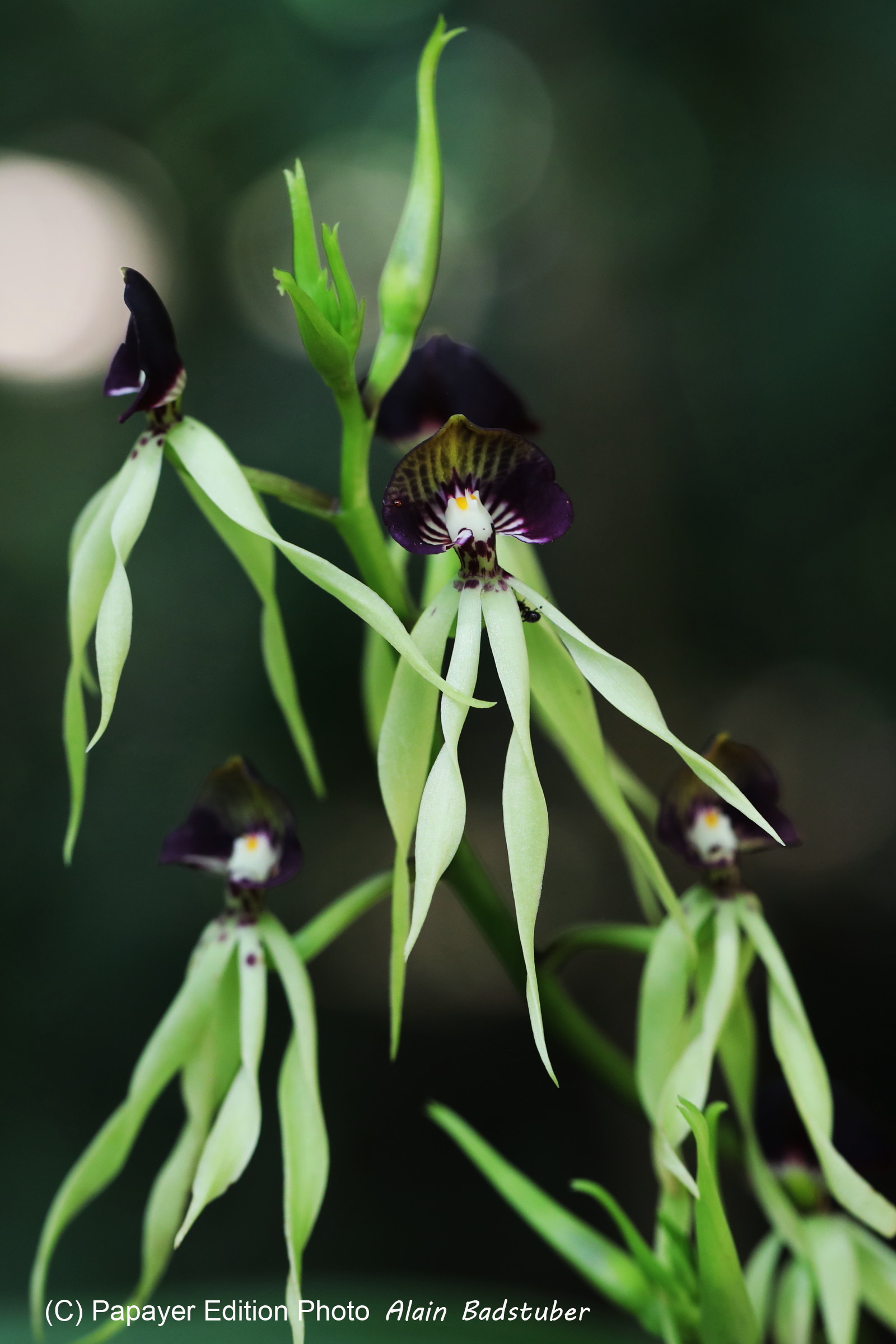 Hickatee Cottages, 4 jours de photo