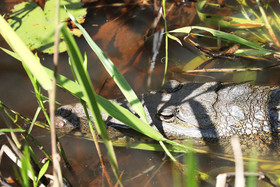 Hopkins, Octobre-Novembre 2021