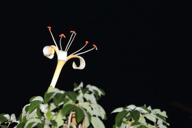 Deuxième séjour à Sarteneja, Bélize, Novembre - Décembre 2021