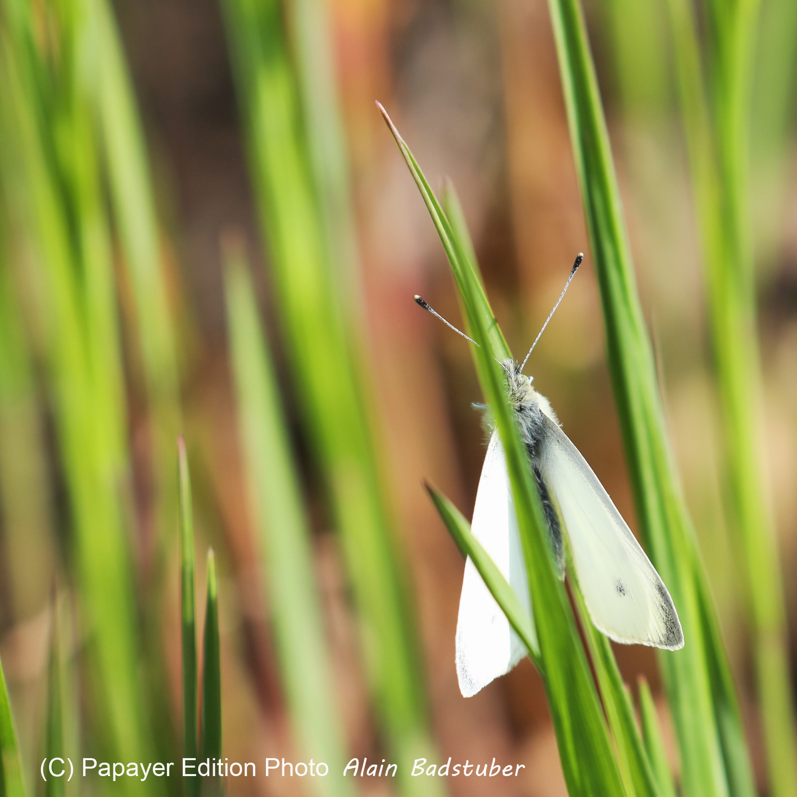 La Piéride du navet (Pieris napi)