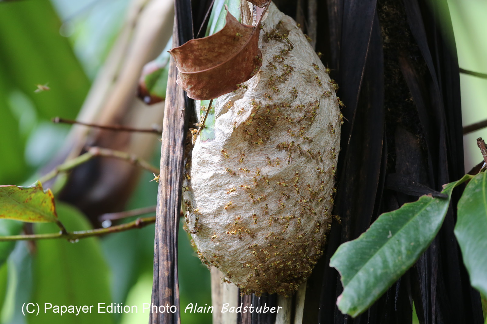 L'Australie à Cow Bay et Cape Tribulation en 2017
