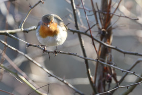 Faune et Flore de Suisse, 2022, Vaumarcus, Rouge-Gorge