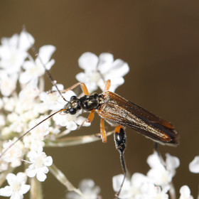 oedemeridae_2.jpg