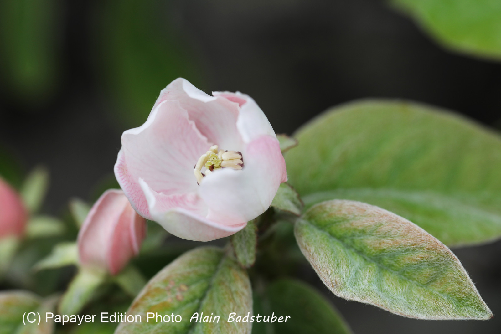 Rosacae indéterminée, en cours