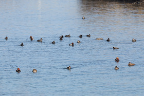 Faune et Flore de Suisse, 2022, Vaumarcus, Fuligules milouins, Nettes rousses et Canards Chipeaux