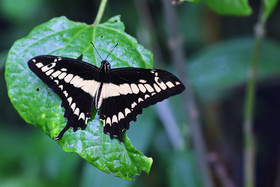 Punta Culebra Nature Center
