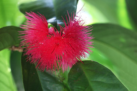 Végétaux et Champignons