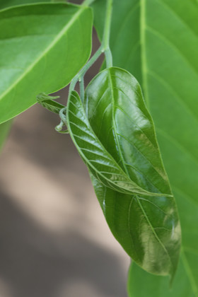Végétaux et Champignons