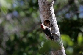 Images_Belize_2011_059