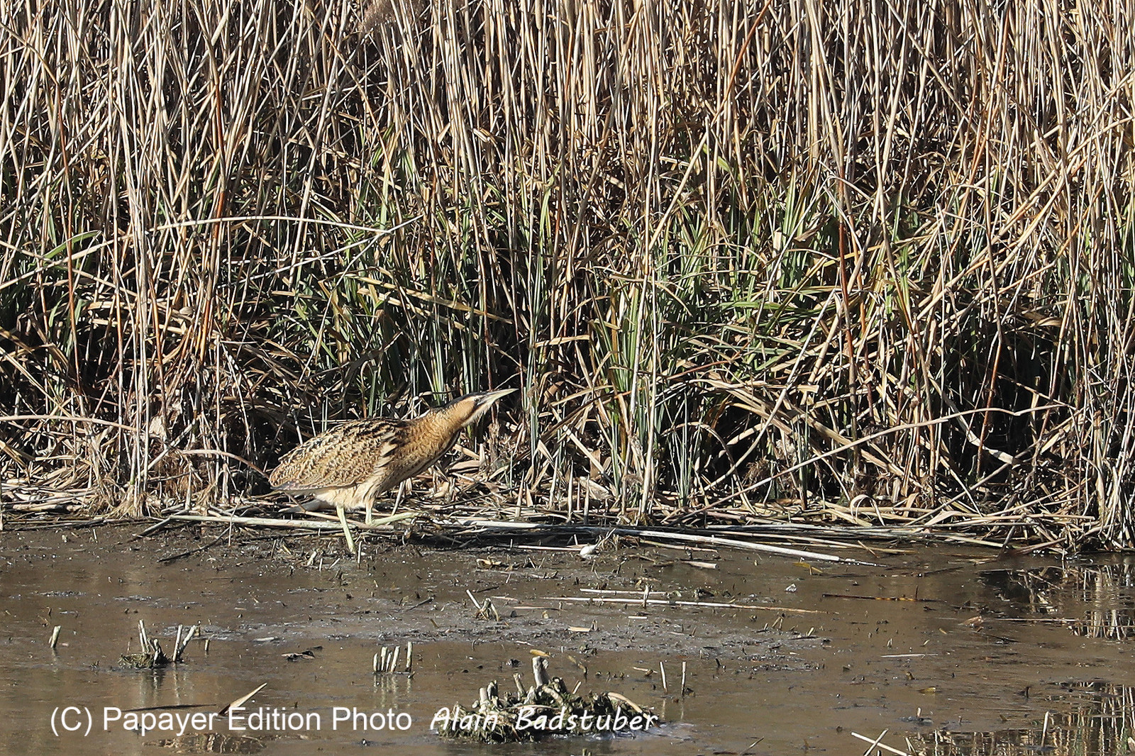 Faune et Flore de Suisse, 2022