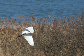 Faune et Flore de Suisse, 2022