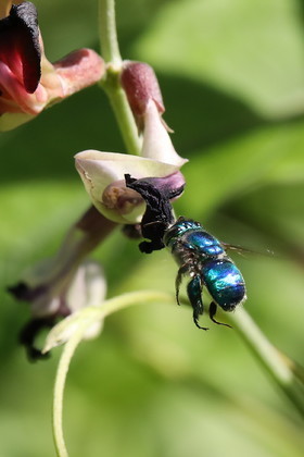 Hickatee Cottages, 4 jours de photo