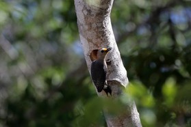 Images_Belize_2011_060