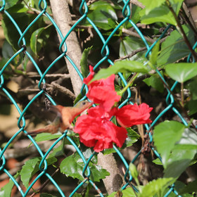 Hopkins, Octobre-Novembre 2021