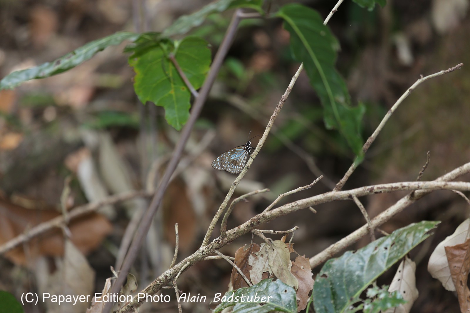 Papillons à Cape Tribulation
