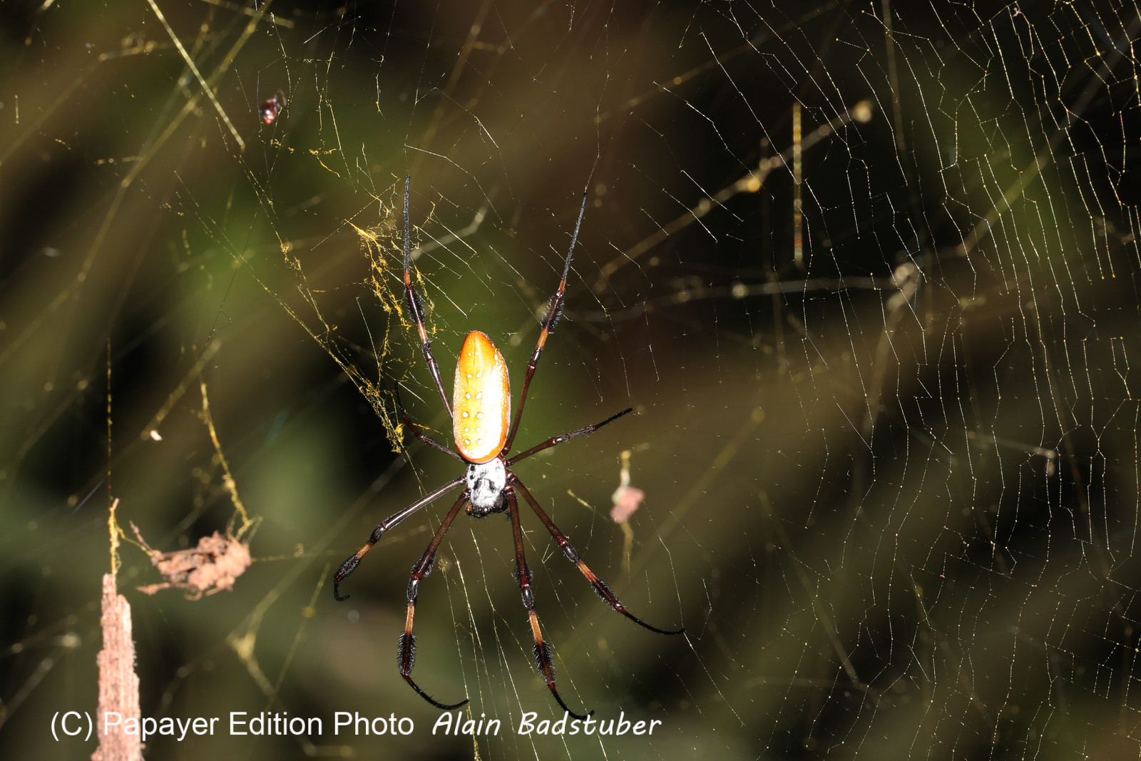 Quatre jours de terrain à Punta Gorda