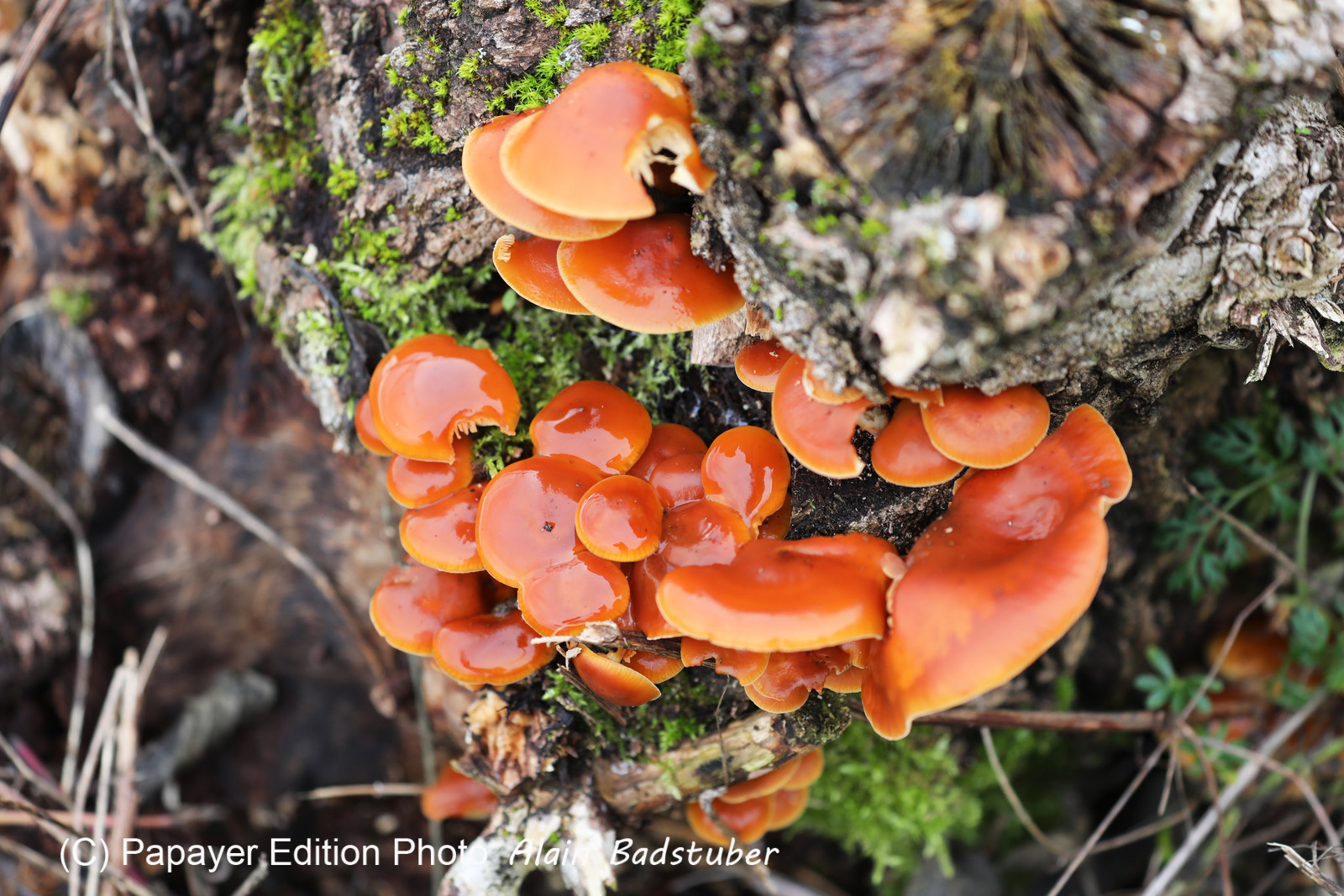 Faune et Flore de Suisse, 2022