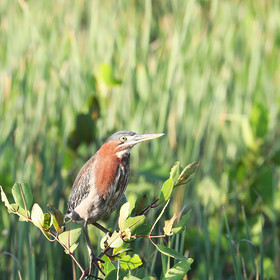 Hopkins, Octobre-Novembre 2021