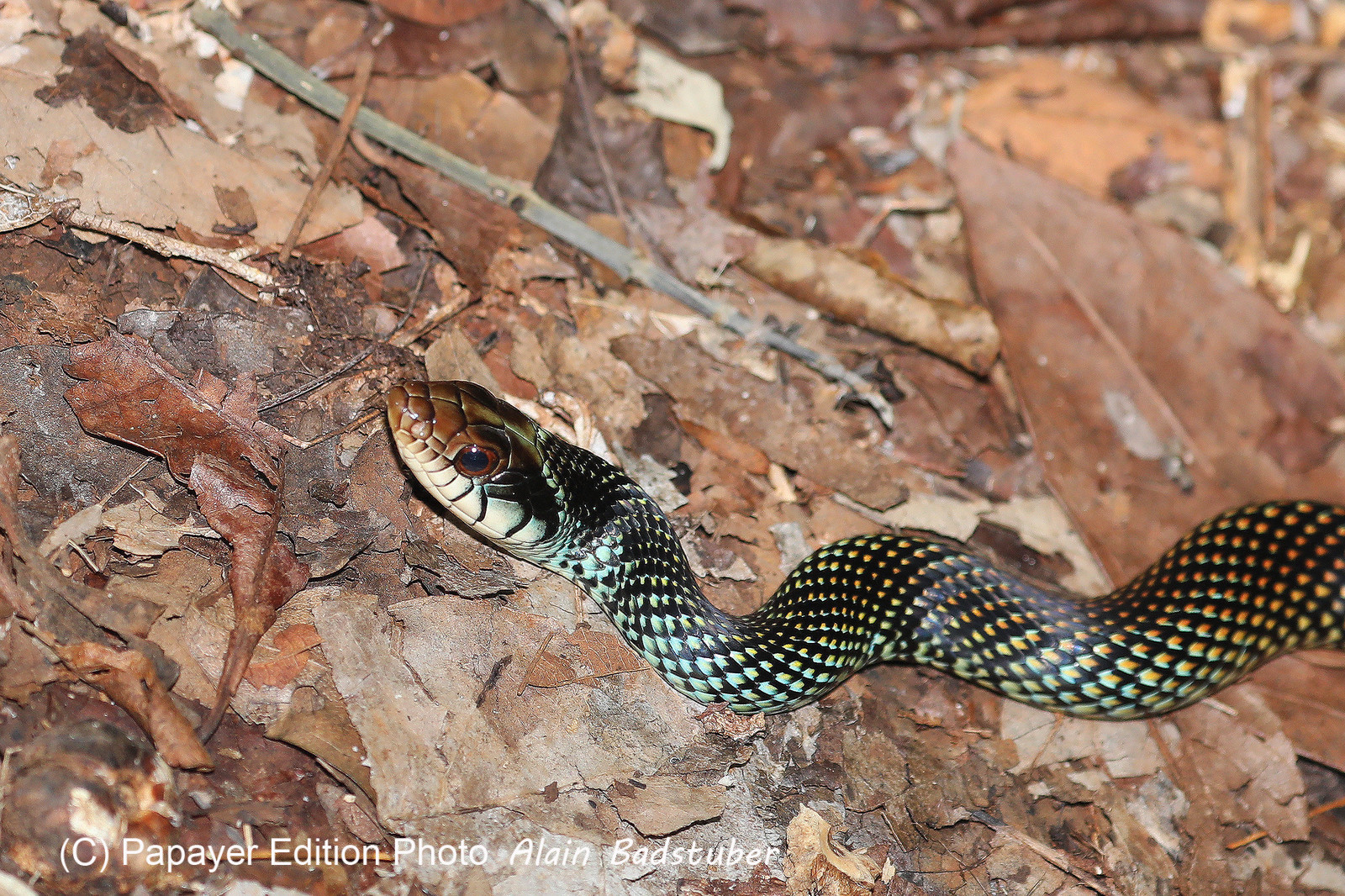 Serpents du Belize, Speckled racer, Drymobius margariferus
