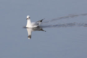 Faune et Flore de Suisse, 2022, Champs-Pittet, Mouette rieuse