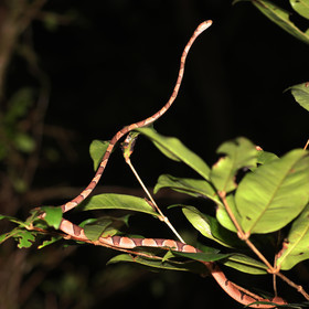 Serpents du Belize, Blunthead Tree Snake