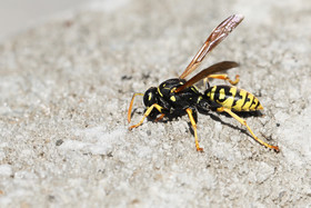 Guepe Polyste (Polistes gallicus)