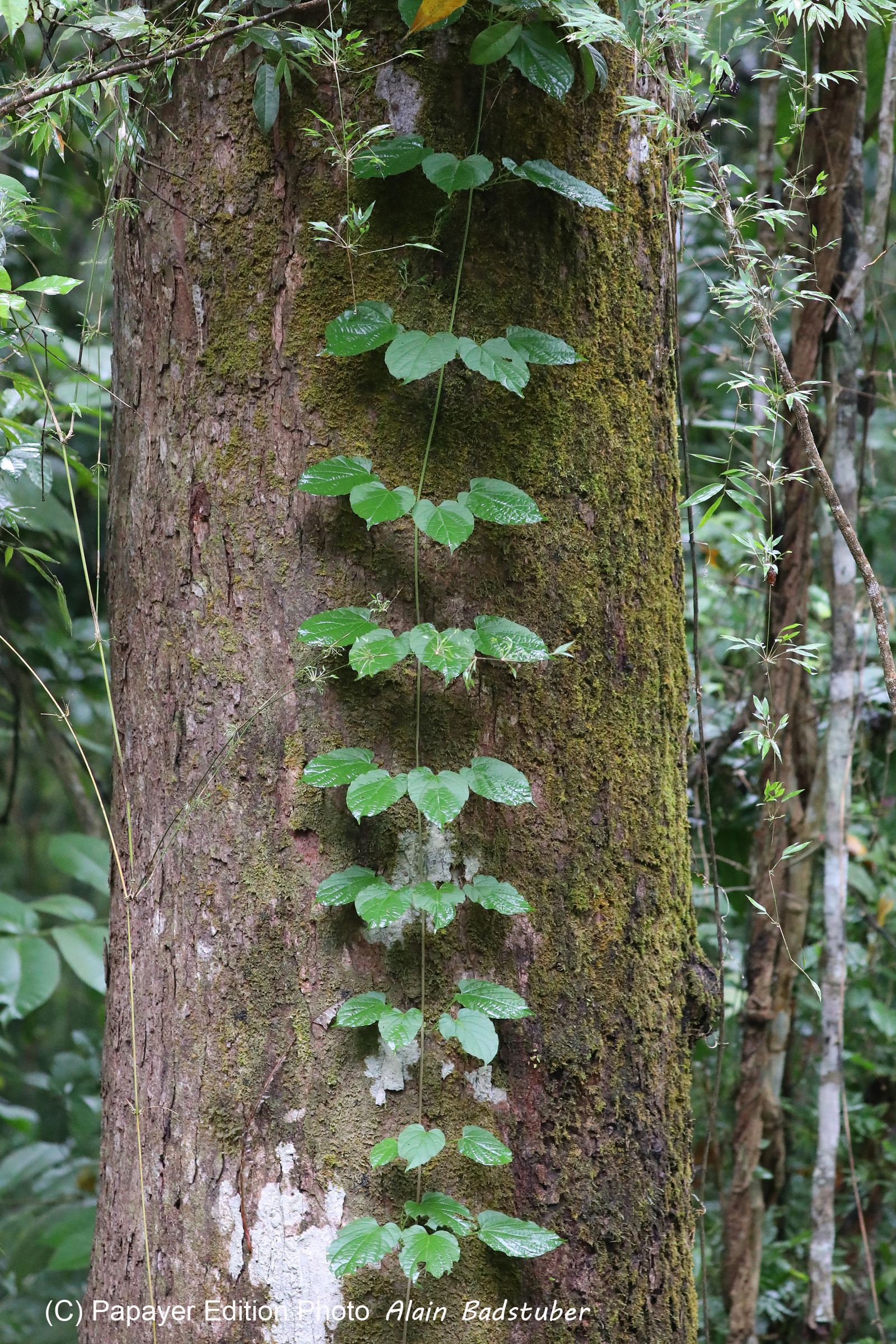 Parque Natural Metropolitano