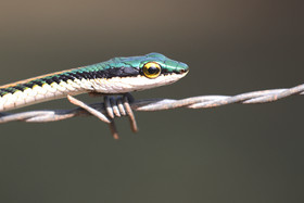 Serpents du Belize, Parrot snake, Leptophis mexicanus