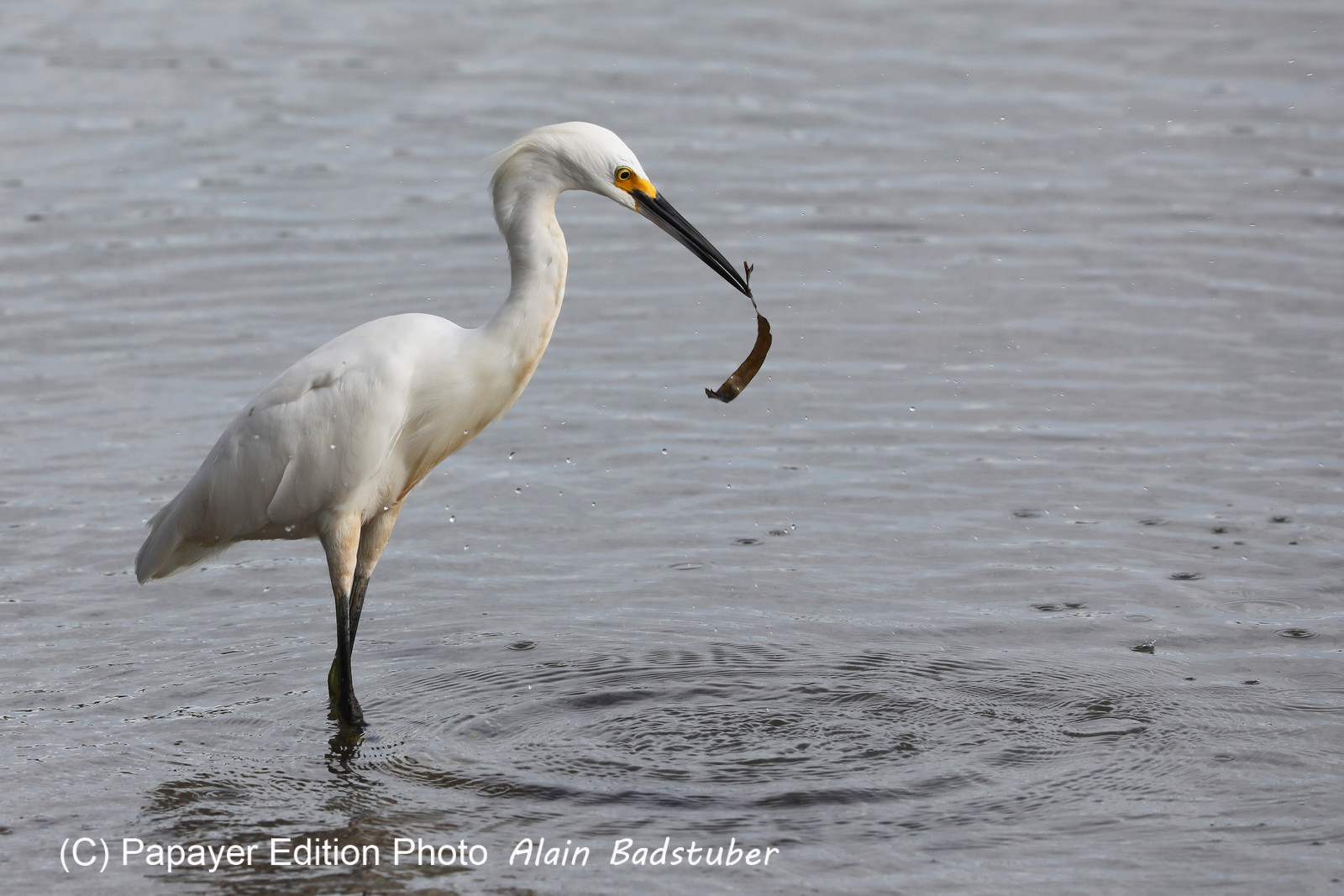 Hopkins, Octobre-Novembre 2021