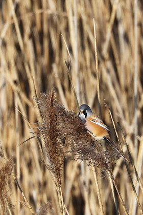 Faune et Flore de Suisse, 2022