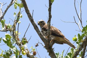 Roadside_Hawk.jpg