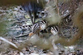 Oiseaux à Cape Tribulation