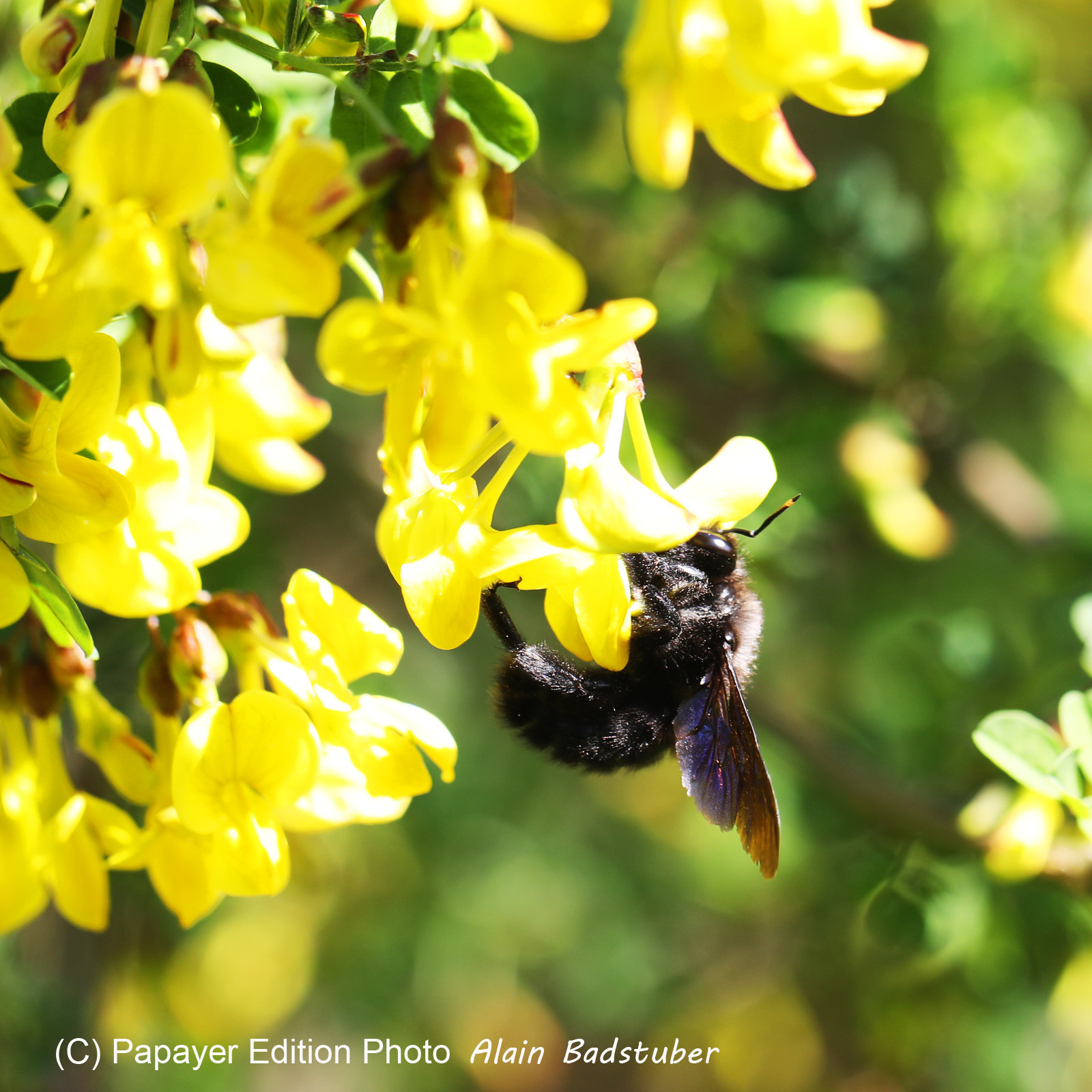 Abeille charpentière (Xylocopa violacea)