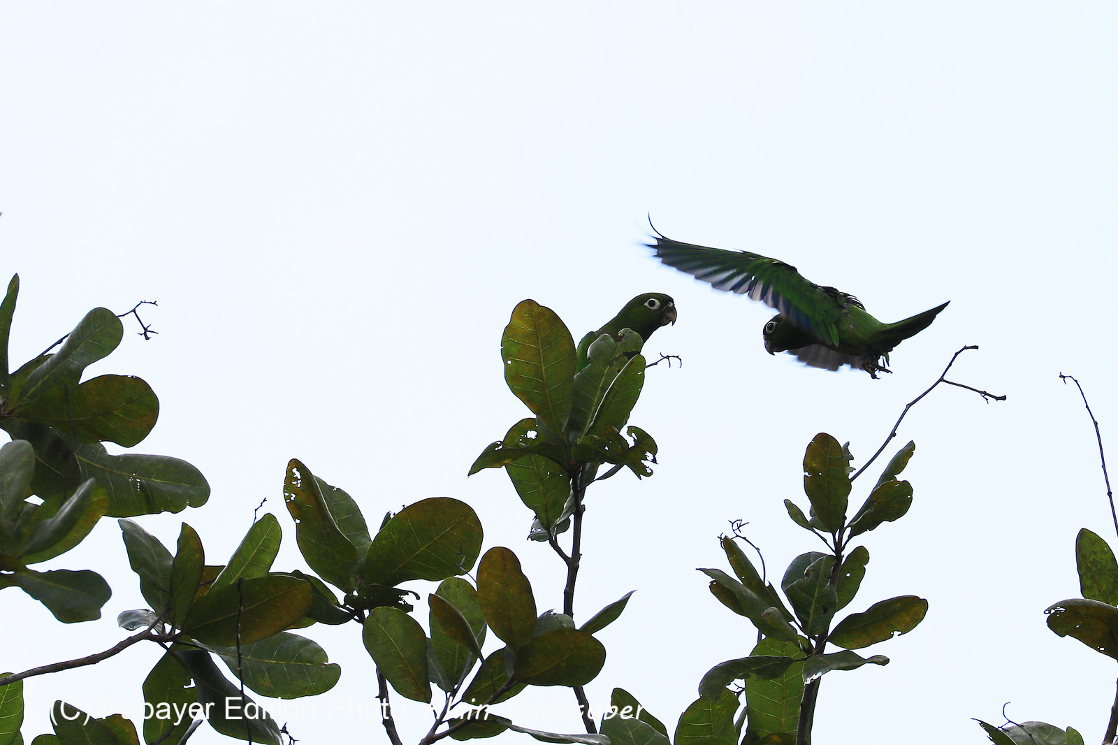 Premier séjour à Crooked Tree , au Bélize en octobre 2021