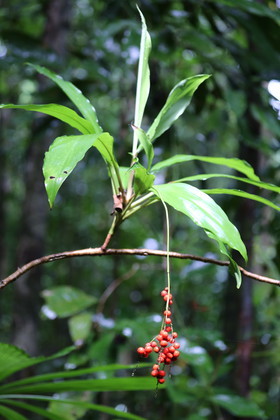L'Australie à Cow Bay et Cape Tribulation en 2017