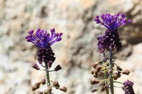 Muscari à toupet (Muscari comosum)
